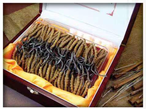 屯留冬虫夏草回收